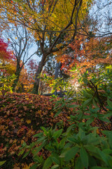 日本　京都府京都市にある東福寺の庭園の紅葉