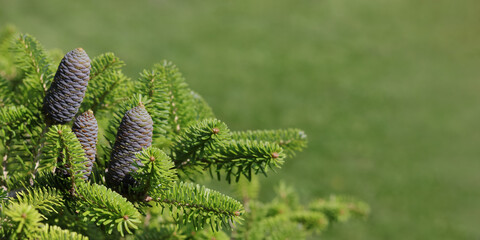 Beautiful evergreen Coniferous Tree. Korean Fir tree cones. Korean fir-tree on a green background. Fir Abies Koreana with young blue cones on branch. Silver spruce . Copy space. Spring postcard. 