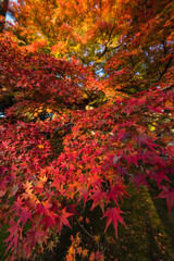 日本　京都府京都市にある東福寺の庭園の紅葉