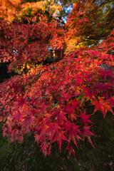 日本　京都府京都市にある東福寺の庭園の紅葉