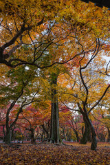 日本　京都府京都市にある東福寺の庭園の紅葉