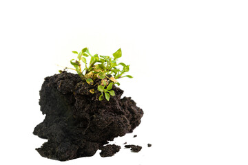 young plant growing in soil