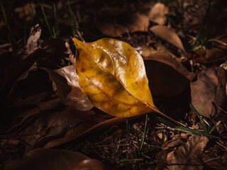 autumn leaves on the ground