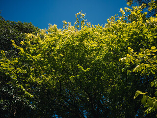 Fototapeta premium Tree foliage on a bright day