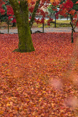 日本　京都府京都市にある天龍寺境内の雨に濡れた紅葉