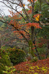 日本　京都府京都市にある天龍寺境内の濡れ紅葉