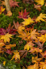 日本　京都府京都市にある天龍寺境内の雨に濡れた紅葉の落葉