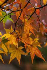 日本　京都府京都市にある天龍寺境内の雨に濡れた紅葉