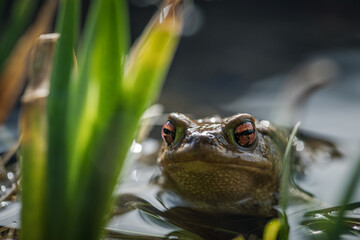 orange eyed frog in the pond