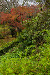 日本　京都府京都市にある天龍寺境内の雨に濡れた紅葉