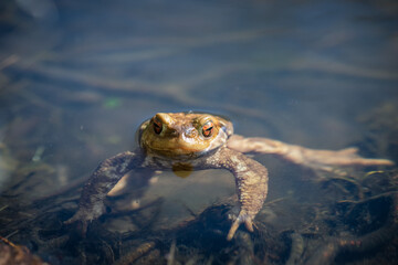 orange eyed frog in the pond