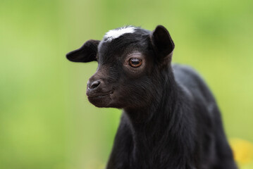 Little lovely baby goat in summer. Farm animals.