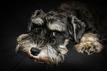 Head portrait of black and silver miniature schnauzer dog