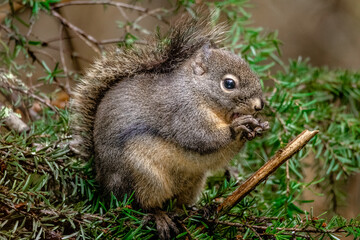 Squirrel in a pine tree eating a nut