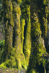 Obraz premium Moss covered tree trunks in afternoon light