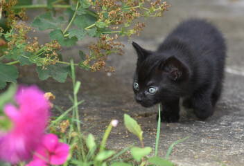 Six week old black kitten practicing stalking in the garden