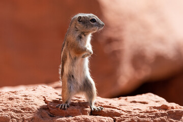 White-tailed antelope squirrel
Valley of Fire
Nevada