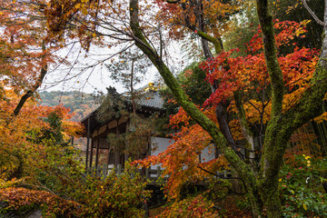 日本　京都府京都市の嵯峨嵐山にある宝厳院の庭園　雨に濡れた紅葉