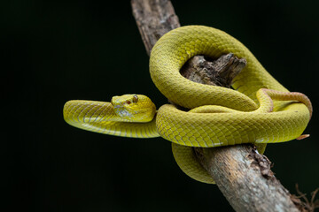 A yellow variant of white lipped Island pit viper Trimeresurus insularis hanging on a branch with defensive position with bokeh background 