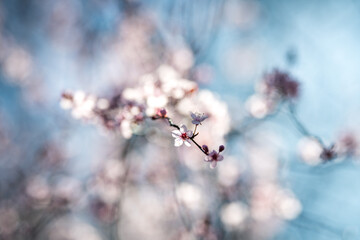 spring blooming tree