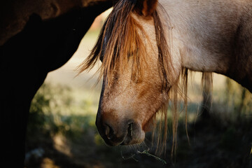 Obraz premium Red roan pony on farm closeup showing equine beauty.