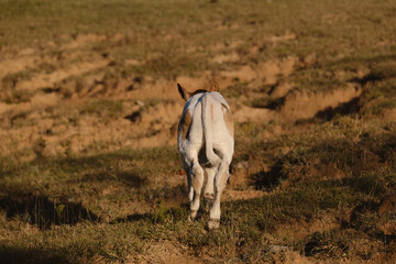 Obraz premium Calf walking away on farm through rural Texas field.