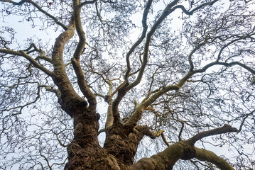 Spooky twisted branches of a Baobab Plane Tree creating interesting pattern against the bright sky.