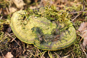 Mushroom Trametes Gibbosa in the forest, fungi, lumpy bracket, covered by moss
