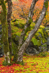 Fototapeta premium 日本 京都府京都市の嵯峨嵐山にある宝厳院の庭園 獅子岩と雨に濡れた紅葉