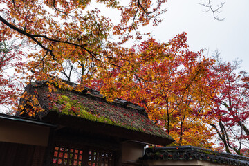 日本　京都府京都市の嵯峨嵐山にある宝厳院のモミジのトンネル　雨に濡れた紅葉と門