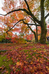 日本　京都府京都市の嵯峨嵐山にある宝厳院のモミジのトンネル　雨に濡れた紅葉
