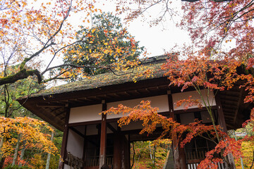日本　京都府京都市の嵯峨嵐山にある常寂光寺の仁王門と雨に濡れた紅葉