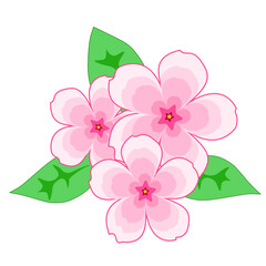 pink flowers isolated on white