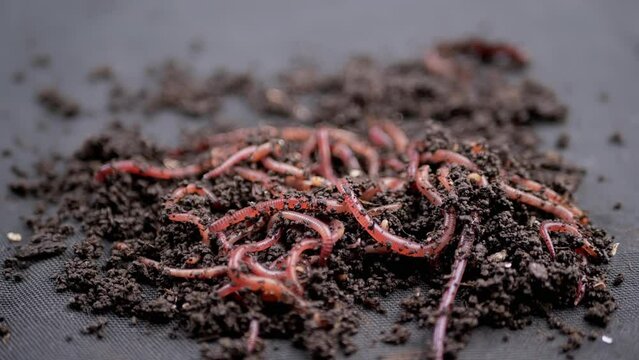 Close up Crawling Red Earthworms in Black Soil Isolated on Black Background. Slow motion. A group of wriggling earthworms in wet compost. Fishing worms. Red worms Dendrobaena. Loosening fertile soil.