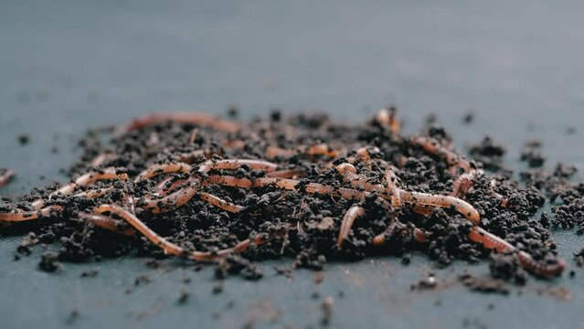 Close up Crawling Red Earthworms in Black Soil Isolated on Black Background. Slow motion. A group of wriggling earthworms in wet compost. Fishing worms. Red worms Dendrobaena. Loosening fertile soil.