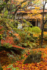 日本　京都府京都市の嵯峨嵐山にある常寂光寺　雨に濡れた紅葉