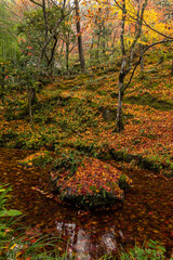日本　京都府京都市の嵯峨嵐山にある常寂光寺　雨に濡れた紅葉