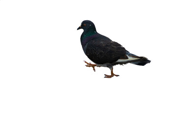 Isolated strutting pigeon against a blank background