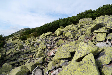 Stones covered with lichen in Gorgany - mountain range in Western Ukraine