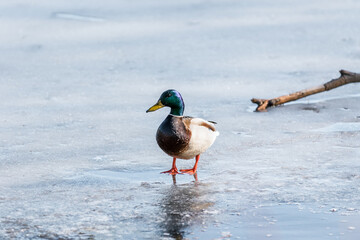 Fototapeta premium Mallard on a frozen lake