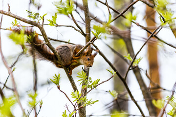 Squirrel looking out from a tree