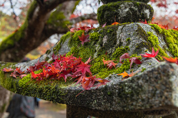 日本　京都府京都市の嵯峨嵐山にある二尊院の雨に濡れた灯籠と紅葉