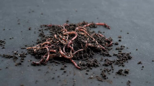 Close up Crawling Red Earthworms in Black Soil Isolated on Black Background. Slow motion. A group of wriggling earthworms in wet compost. Fishing worms. Red worms Dendrobaena. Loosening fertile soil.