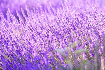 Fototapeta premium Lavender bushes closeup on sunset. Sunset gleam over purple flowers of lavender. Provence region of France.
