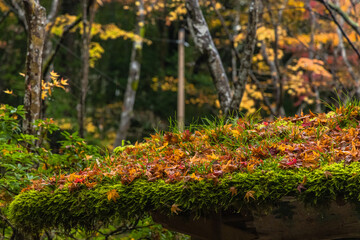 日本　京都府京都市の嵯峨嵐山にある祇王寺の雨に濡れた紅葉