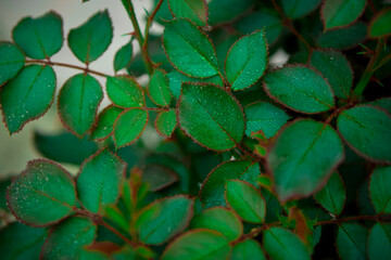 green leaves background