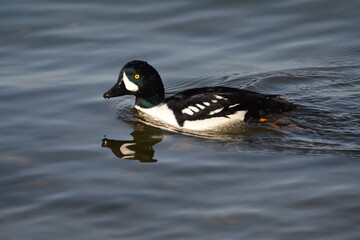 Barrow's Goldeneye Male