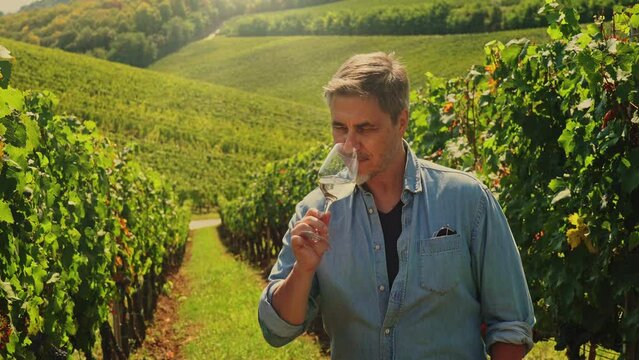 Portrait of happy vintner in vineyard during vintage holding glass of wine, tasting drinking.