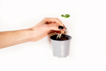 a hand holds a cucumber sprout with a root over a pot of earth. Planting material for the harvest. concept of planting plants.