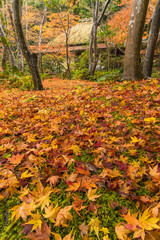 日本　京都府京都市の嵯峨嵐山にある祇王寺の庭園　雨に濡れた紅葉の絨毯
